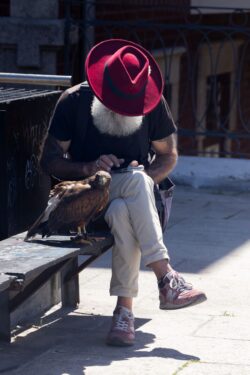 big bird, big beard, red hat