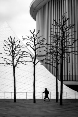 modern trees