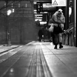 panda facing the elements