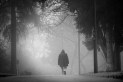 foggy morning in the park