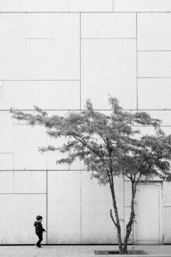 urban forest